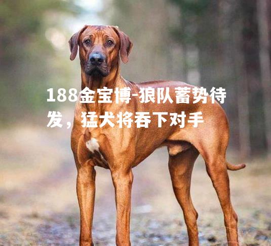 狼队蓄势待发，猛犬将吞下对手