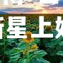 世界难觅品新开挂新星上好好概括